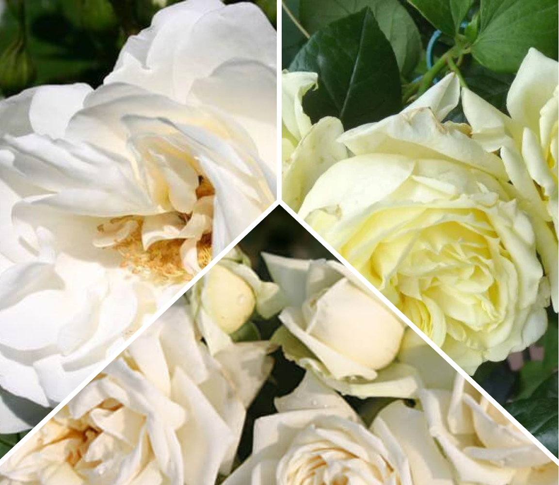 Комплект плетистых роз «Белоснежное трио»