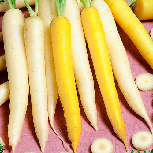 Морковь Перфекция, семена