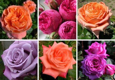 Набор из чайно-гибридных роз 8 роз