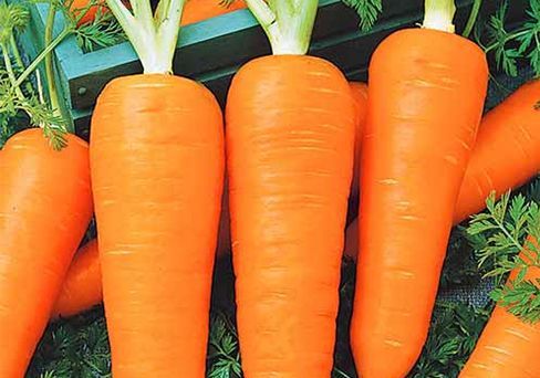 Морковь гранулированная Витаминная 6, семена 300 шт.