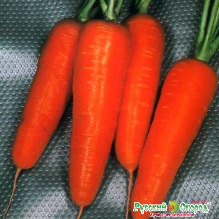 Морковь Миникор, семена