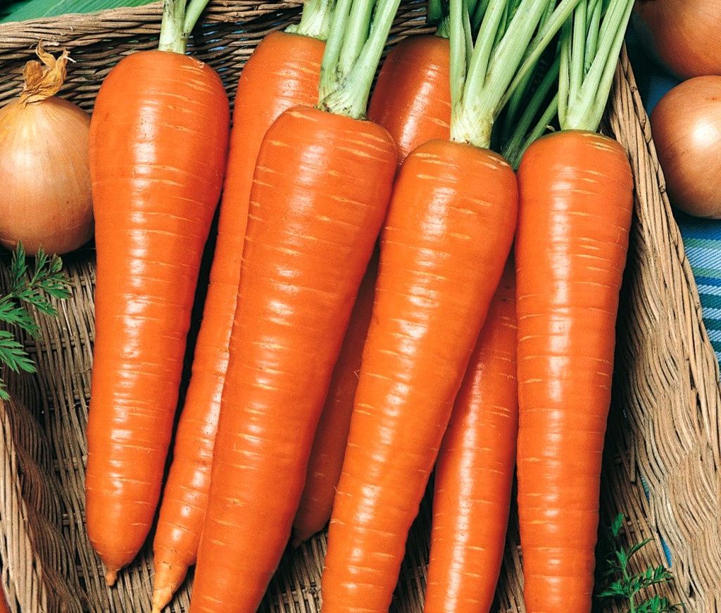 морковь дордонь описание сорта фото