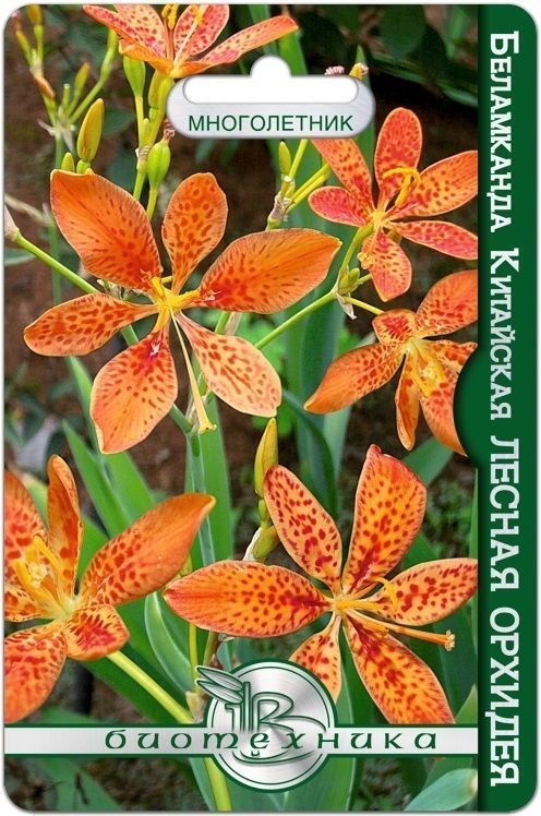 Беламканда китайская Лесная орхидея, семена