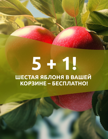 5 + 1! Шестая яблоня в вашей корзине – бесплатно!