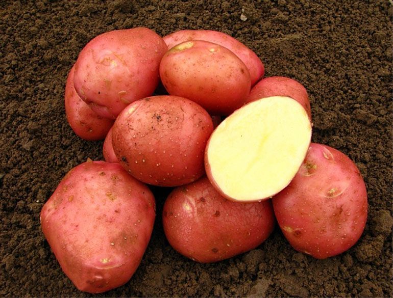 Картофель Беллароза 1кг клубни