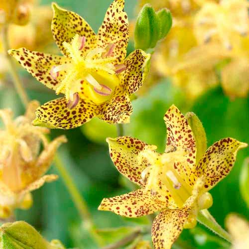 Трициртис (садовая орхидея) Голден Фестиваль 1 шт