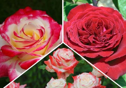 Набор из чайно-гибридных роз 3 розы