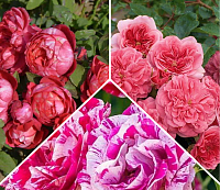 Комплект парковых роз «Розовая страсть»