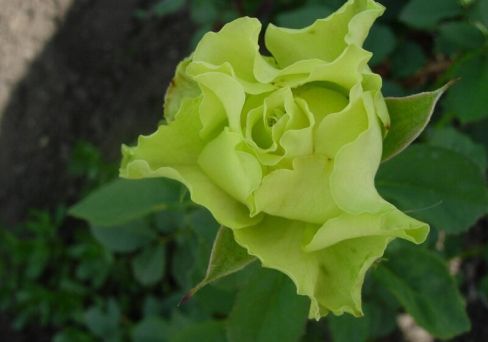 Чайно-гибридная роза Доллар (Dollar): характеристика, описание с фото, отзывы садоводов - садоводство онлайн
