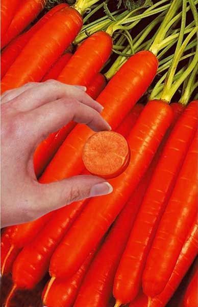 Морковь Без сердцевины, семена