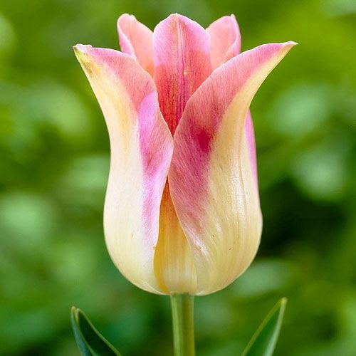 Тюльпан лилиецветный Элегант Леди 5 шт.