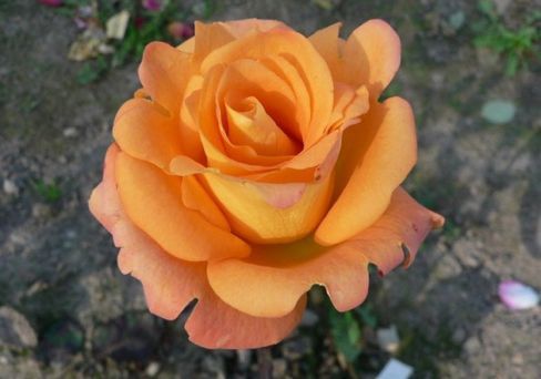 Роза чайно-гибридная Парео
