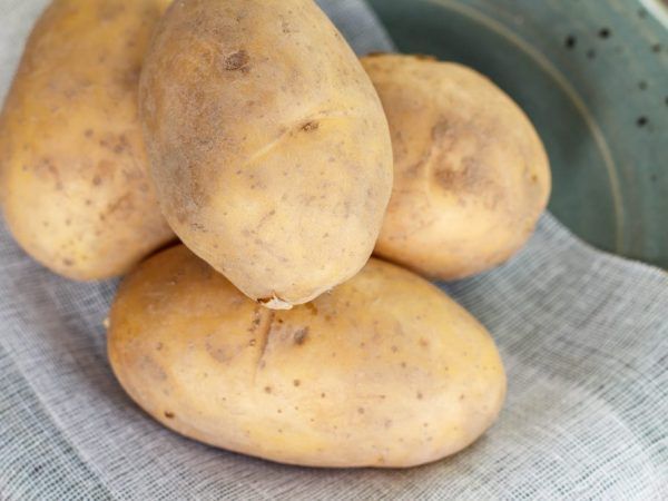 Картофель Великан 1 кг семенной – купить в питомнике \