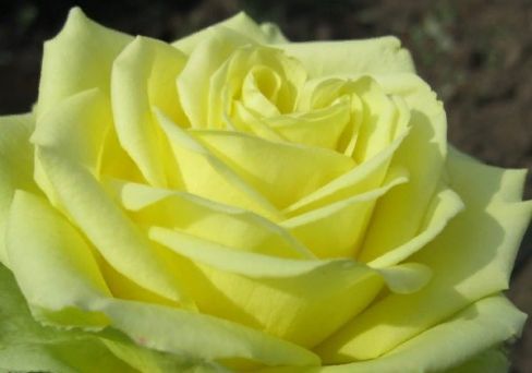 Роза чайно-гибридная Амандина