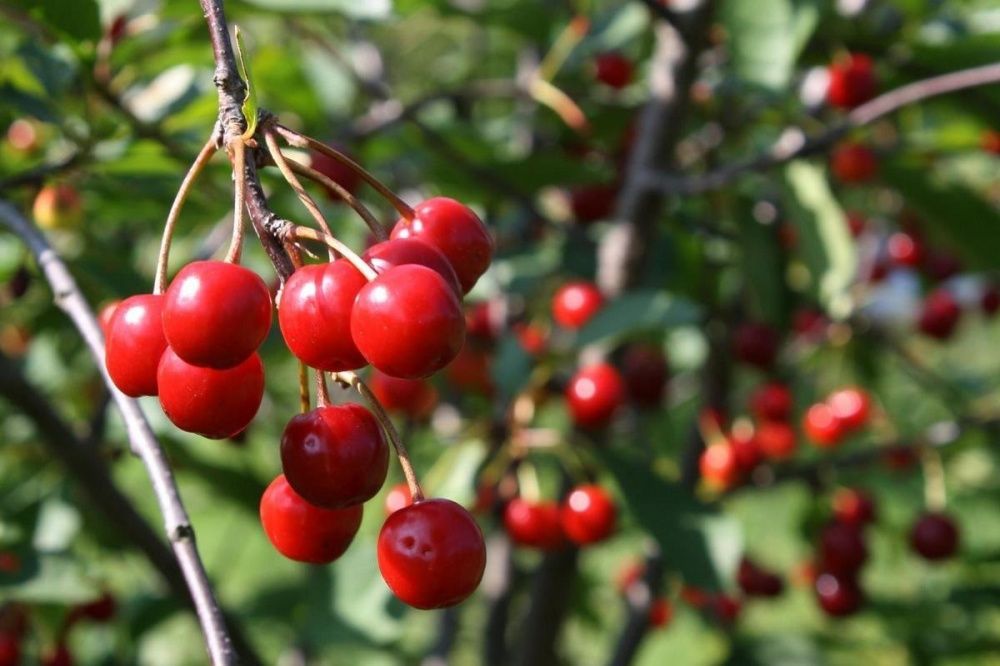 4 причины, по которым не плодоносит вишня