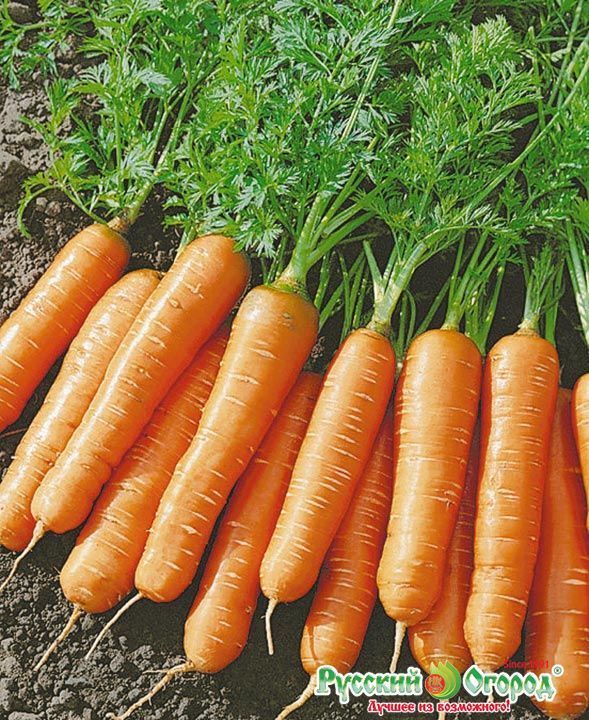 Морковь Полярная клюква, семена