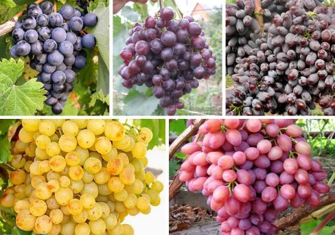 Комплект винограда Кишмиш 5 саженцев