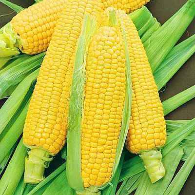 Кукуруза Сахарный початок, семена