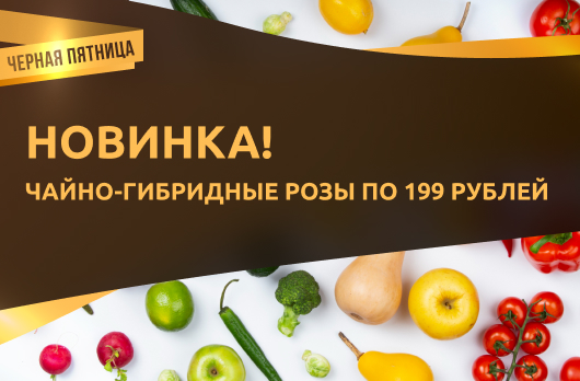 Новинка! Чайно-Гибридные розы по 199 рублей