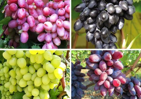 Комплект винограда: Гордость виноградарей из 4-х сортов
