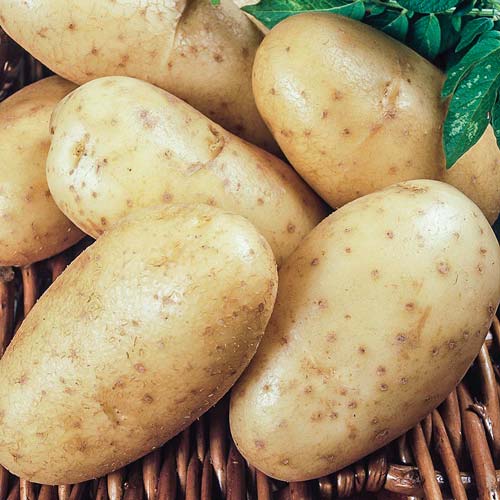 Картофель Леди Клер 1 кг семенной – купить в питомнике \