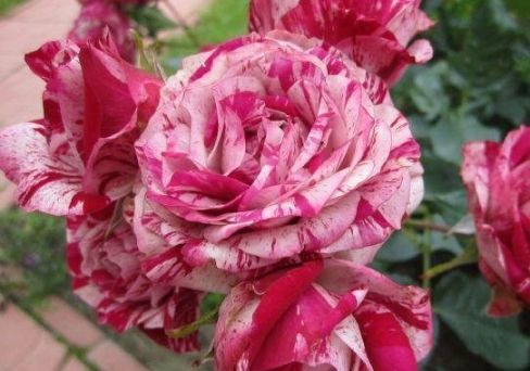 Роза чайно-гибридная Пападжено