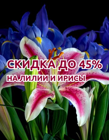 Ирисы и лилии со скидками до 45%