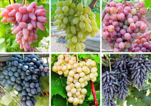 Комплект винограда Ассорти 11 саженцев