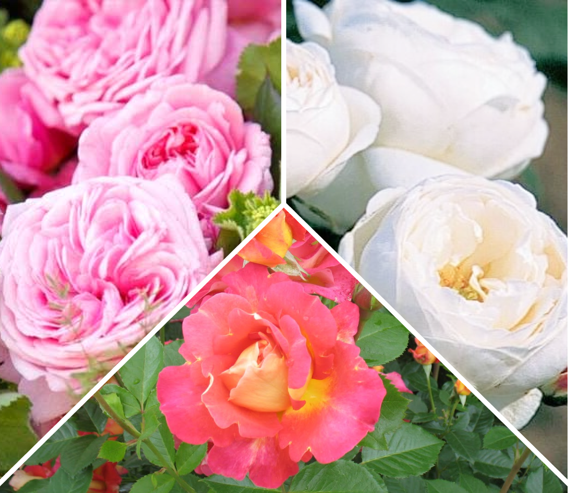 Комплект роз «Садовая классика»