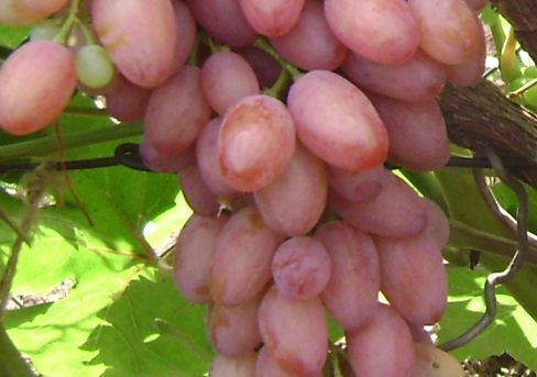 Виноград розовый Арочный