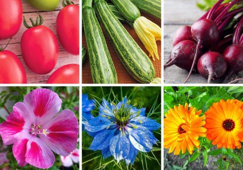 Подарочный Набор семян из 20 видов овощей и 10 видов цветов «Дача»