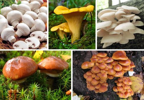 Комплект мицелия грибов 5 видов