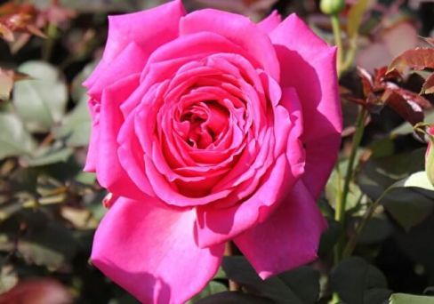 Роза чайно-гибридная Дуфтрауш