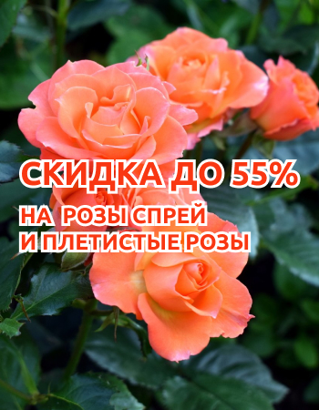 Розы спрей и плетистые со скидкой до 55%