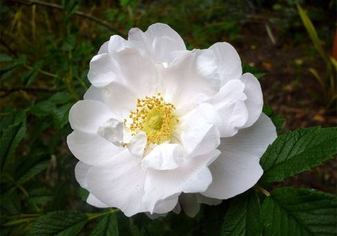 Роза чайно-гибридная Пристин