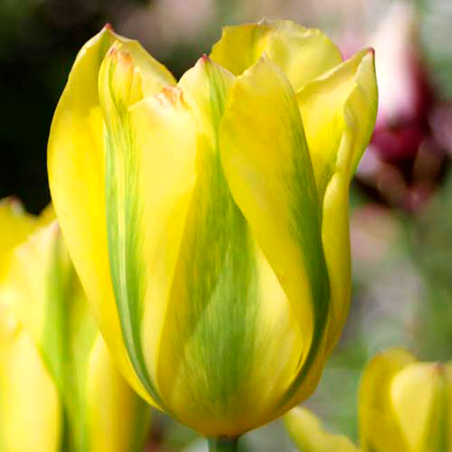 Тюльпан зеленоцветный Формоза 8 шт.
