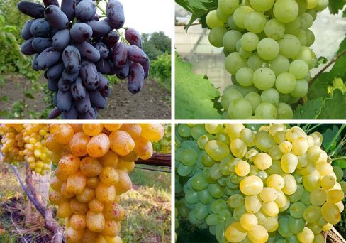 Комплект винограда: Палитра вкуса из 4-х сортов
