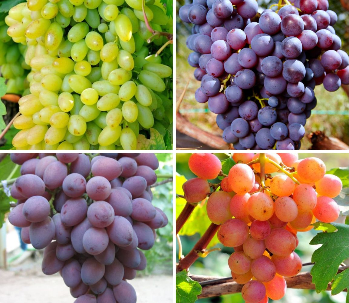 Комплект винограда: Сахарный щербет из 4-х сортов
