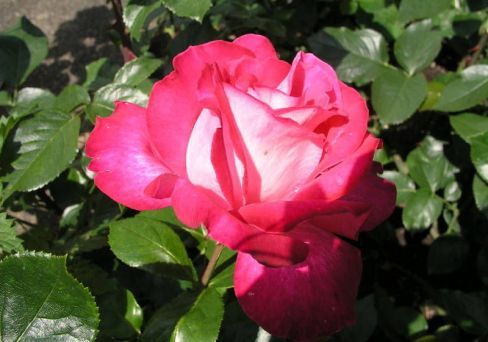 Роза чайно-гибридная Роз Гожар