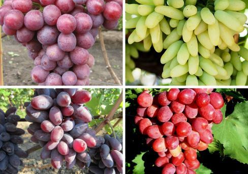 Комплект винограда: Настоящее наслаждение из 4-х сортов
