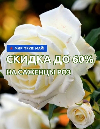 Саженцы роз со скидками до 60%