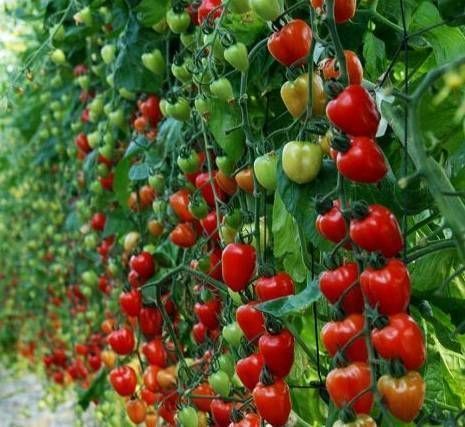 Томат Клубничное дерево, семена – купить в магазине \