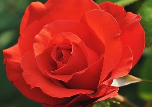 Роза чайно-гибридная Холштайнперл