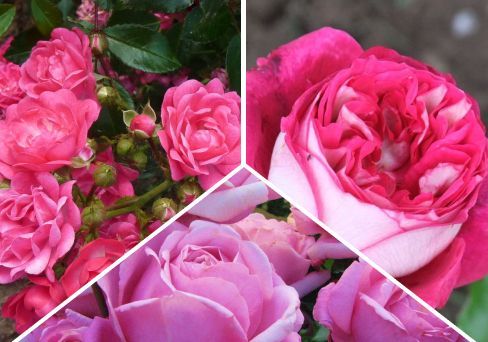 Набор из роз "Клумба" 3 розы