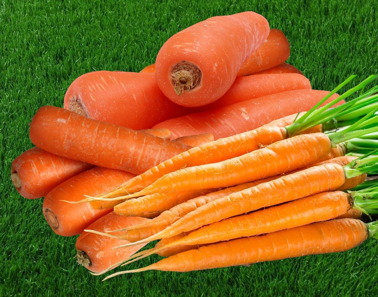 Купить семена моркови с доставкой по почте – интернет магазин 
