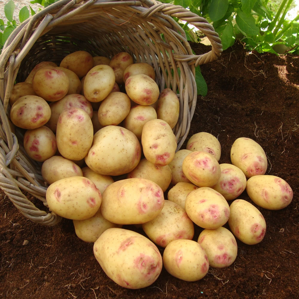 Картофель Каменский 1 кг семенной – купить в питомнике \