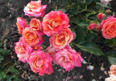 Роза чайно-гибридная Сонора