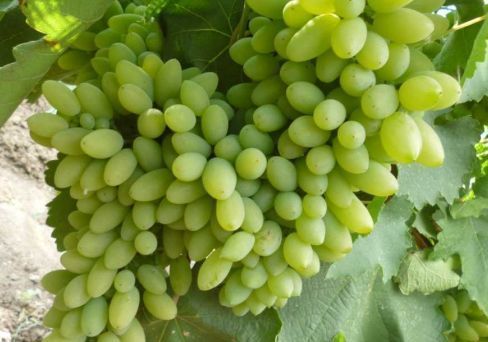 Виноград белый Тимур
