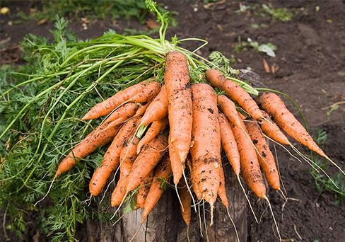 Морковь Бабушкин припас  2,0 г