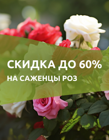 Саженцы роз со скидками до 60%